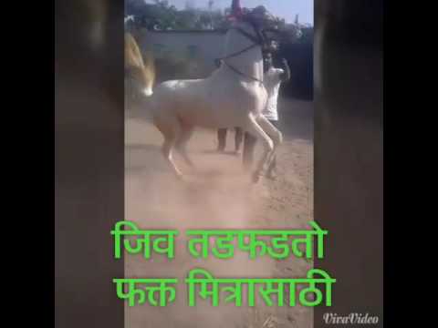 Watch The Horse Dancer Hindi Full Movie