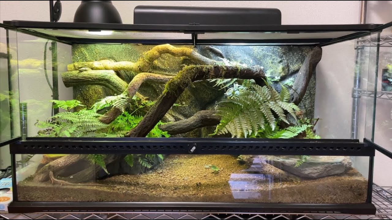 ニホントカゲ・カナヘビ大型レイアウトケージレイアウトと餌やり