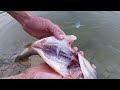 Catch Clean and Cook Bass Fish