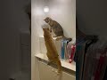 喧嘩するけど仲良し #猫のいる暮らし