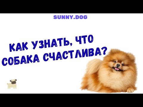 Как узнать, что ваша собака счастлива?