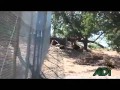 Bolivia lion rescue - the lions settle in