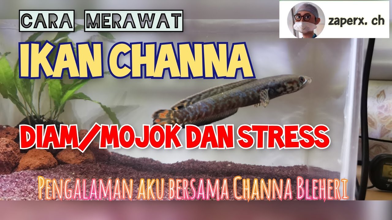 Channa Diam