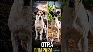 RATONERO PALMERO VS OTRAS RAZAS #shorts #shortvideo #shortsespaña #reels #reelsindia #reel #pets