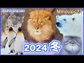 ライオンが雪原を走る！真冬の旭山動物園2024~Asahiyama zoo in winter 2024