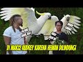 DI GREBEK AUDREY INDOEXOTICPETS ! LANGSUNG DI MAKI2 KARENA HEWAN DILINDUNGI