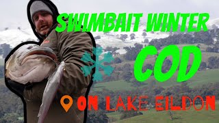 Swimbait Winter Murray Cod on Lake Eildon - cast to catch