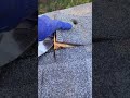 Extreme Honey Beehive Removal in roof