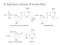 LECTURE 7.  Nucleic acids