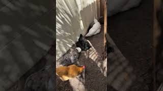 Polly Olly Playing With The Big Girls.