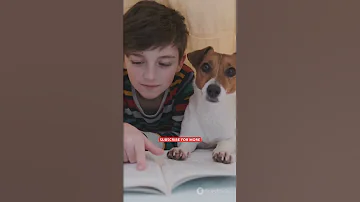 Dogs Can Tell Languages Apart Here S How Their Brain Processes Words Dogs Dog Doglife 