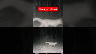 #fox #trailcam #wildlife