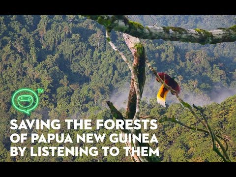 Saving the forests of Papua New Guinea by listening to them
