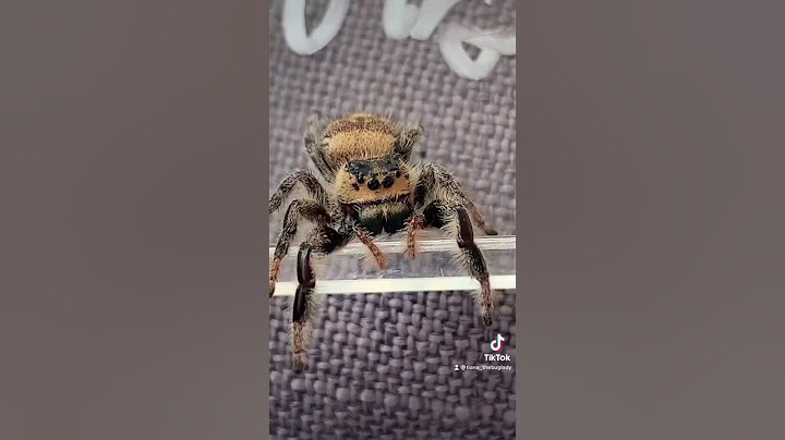 "Do spiders know us?''- What are you thought? #jumpingspider  #nature #foryou ‎@tiana_thebuglady_ 