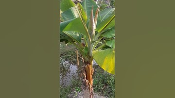 Độc lạ đọt cây chuối ra bắp #shorts