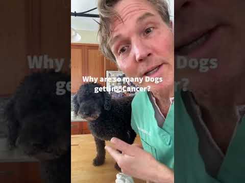 Dog Food and