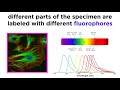 Fluorescence Microscopy Concepts and Applications