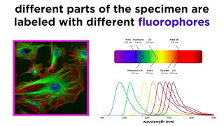 Widefield and Confocal Fluorescence Microscopy