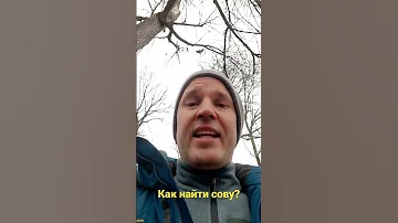Как найти сову?