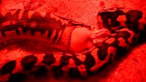 Jungle Carpet Python Feeding 2