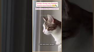 Smudge: Kucing yang Diduga Menelpon Bantuan Saat Darurat! 😳🐱📞