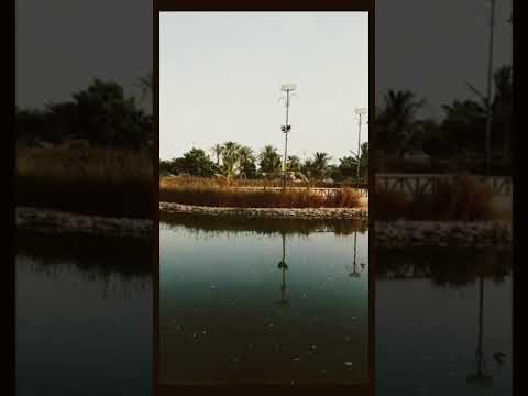 بحيرة ينبع الصناعية ياجمالها 
