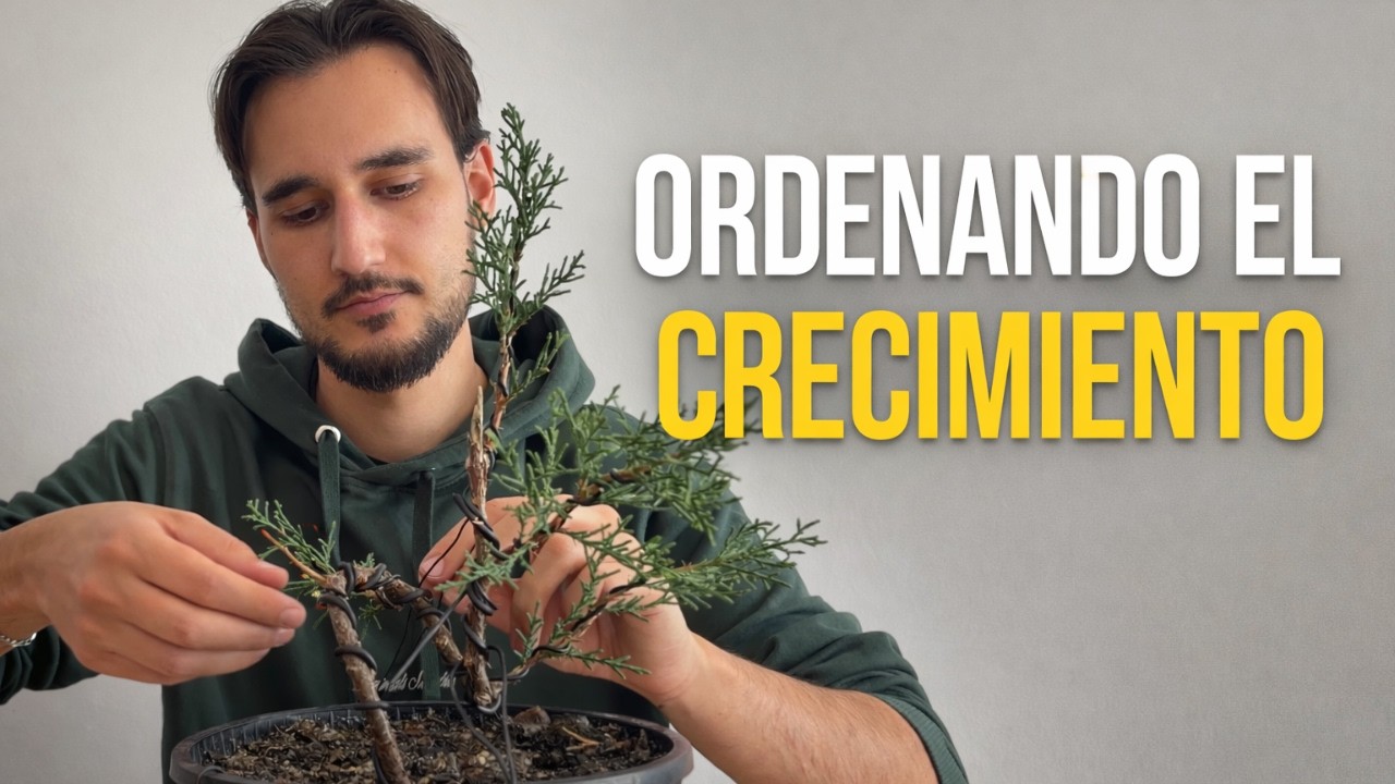 Trabajo de alambrado en Cupressus Sempervirens