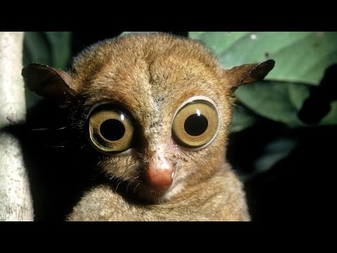 知られざる動物たち Youtube