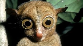 知られざる動物たち