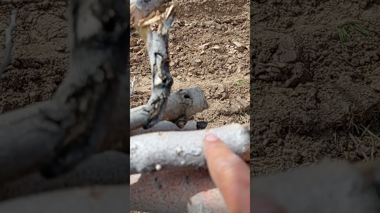 karagöz kurdu ile kültürel mücadele Cultural struggle with pistachio bream worm