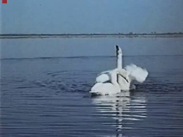 Лебедь-кликуны