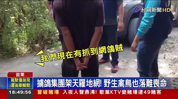 擄鴿集團架天羅地網！ 野生禽鳥也落難喪命 - 天天要聞
