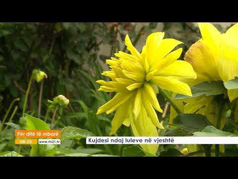 Video: Çfarë Lulesh Për Të Mbjellë Në Vjeshtë Në Kopsht