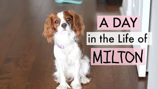 A Day in my Life  - Puppy Milton | Cavalier King Charles Spaniel | Herky the Cavalier