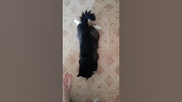 Going to space with catnip‌‌ 😻😼#cat #funny #animal