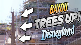 BAYOU TREES ARE UP! - Disneyland Construction Update 3/28/24
