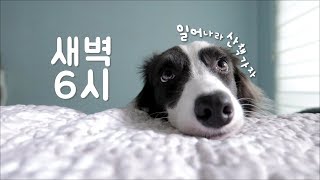 강아지가 새벽 6시부터 산책가자고 시위해요... ㅣ 보더콜리 키우면 안되는 이유