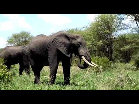 Elephants