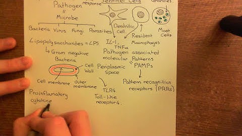 The Adaptive Immune System Part 1