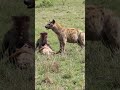 Ever wondered why hyenas "laugh"? 🧐#shorts #Hyena #AfricanWildlife #nature