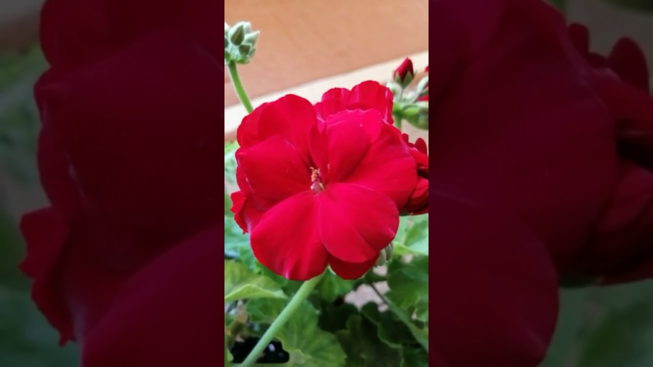 Mușcate și un ceas nou!😊