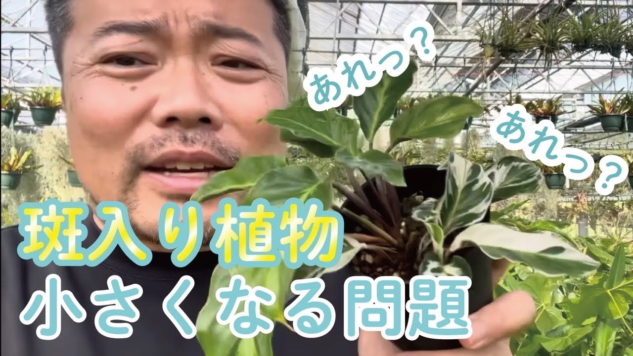 斑入り植物が小さくなっちゃう問題を解説2023ver.