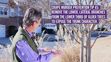 Crape Myrtle Care/Pruning Tips