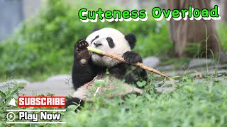 【Super Panda】Episode 364 Panda Babies Expressing Their Cuteness | Ipanda