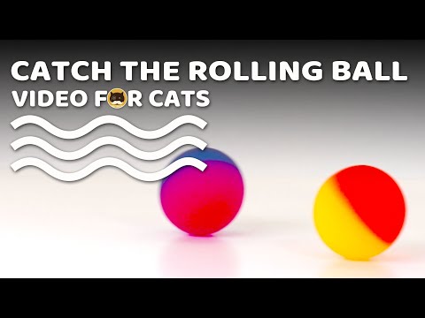 CAT GAMES - Catch the Rolling Ball! Video for Cats & Dogs to Watch.