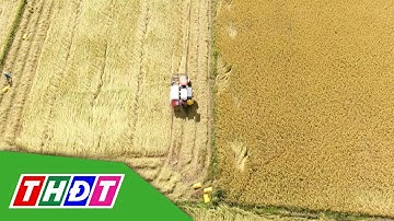 3 năm Tái cơ cấu nông nghiệp Tháp Mười giai đoạn mới | Tái cơ cấu nông nghiệp | THDT