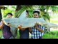 50 Kg SHARK FISH RECIPE | Shark Fish Curry | Cooking Skill Village Food Channel