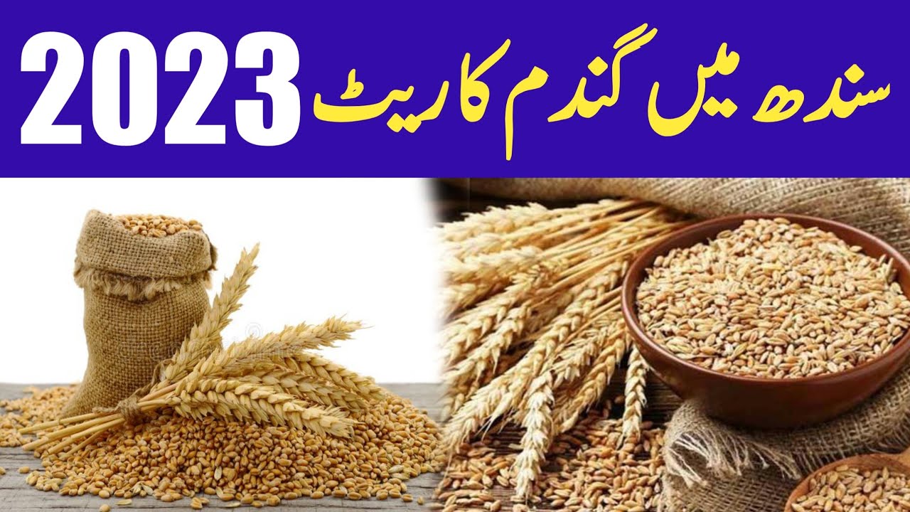 Today wheat price 2023 Sindh|Wheat price in Sindh Pakistan 2023|Gandam ...