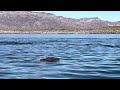 More dolphins, Loreto BCS México