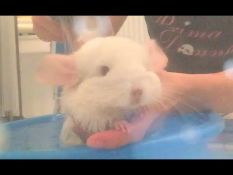 wet chinchilla